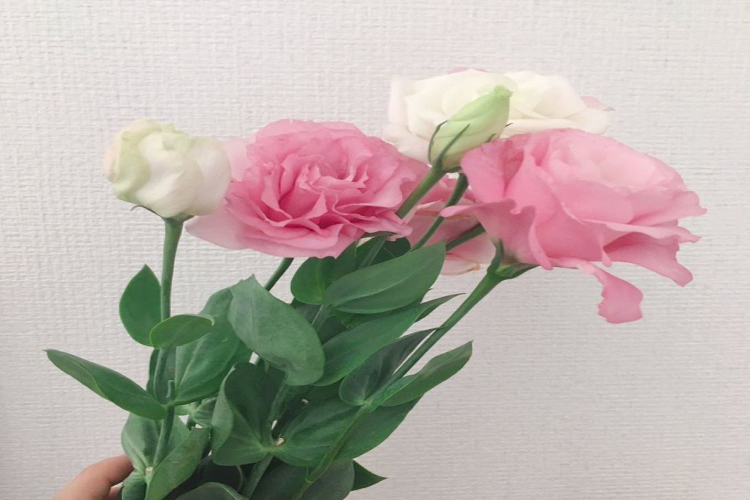 トルコギキョウ