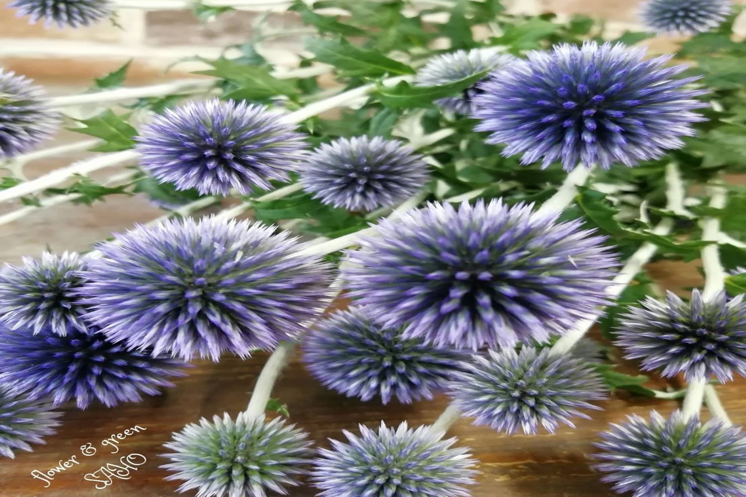 ベッチーズブルー